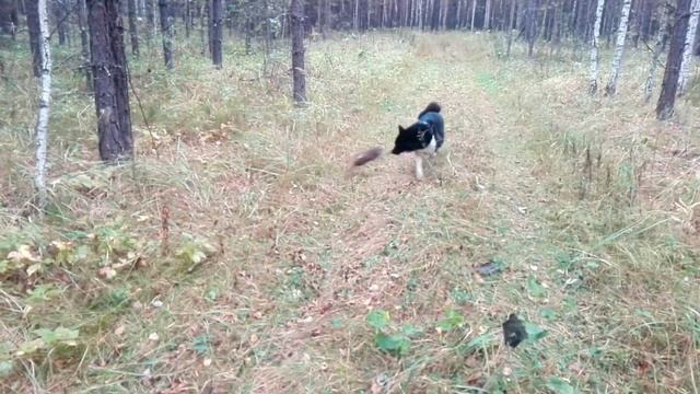 Смелый ондатр  попался на лесной дорожке