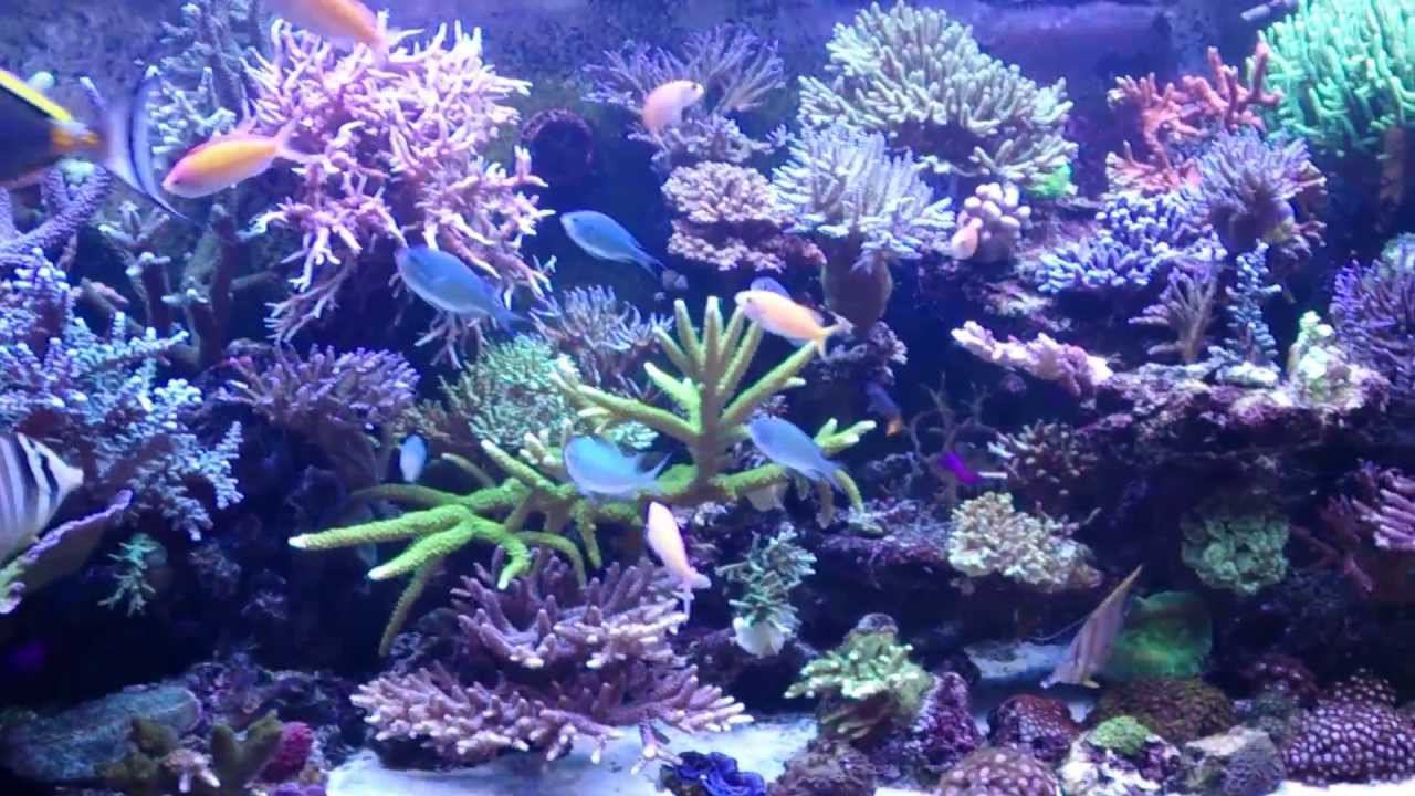 My reef tank 04.13_2 смотреть онлайн