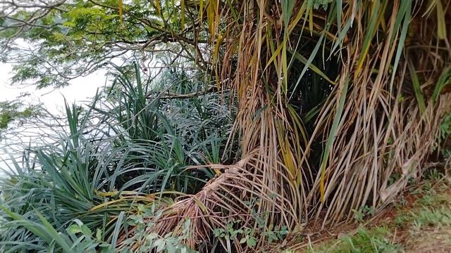 Pandanus Tree | False Pineapple Plant | Watakeiya And Dunukeiya Shrub (Pandanus Kaida)