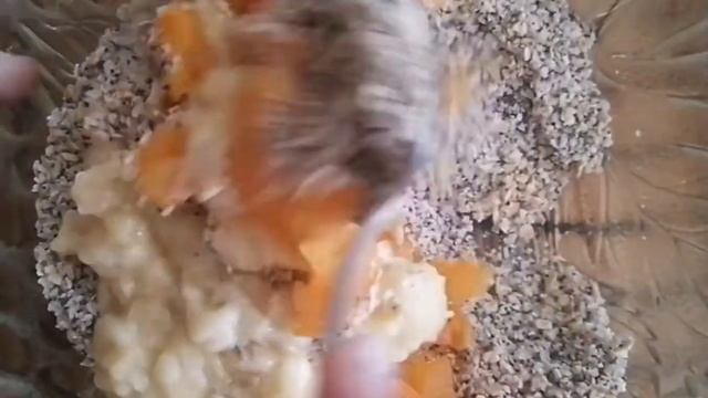 ПП ОВСЯНОЕ ПЕЧЕНЬЕ "Слепила из того, что было" смотреть онлайн