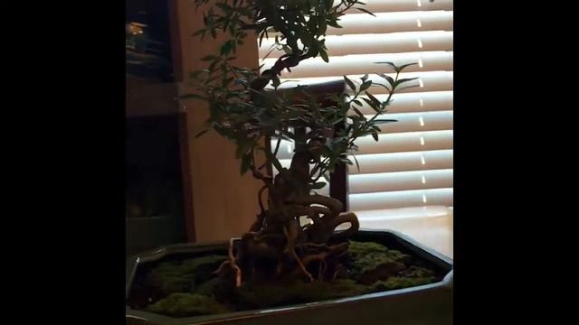 Bonsai! смотреть онлайн