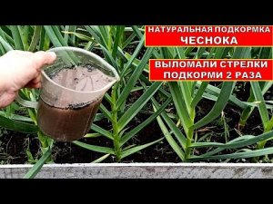 ЧЕСНОК ТОЛСТЕЕТ НА ГЛАЗАХ! ОРГАНИЧЕСКАЯ ПОДКОРМКА ЧЕСНОКА. Удобрение из Золы в Июне, Июле.