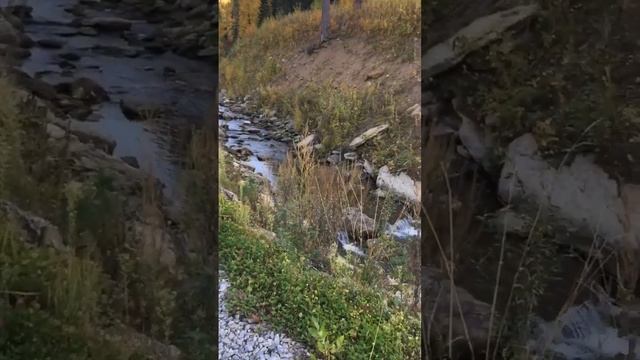 #shorts Белокуриха Алтай Лесная Сказка смотреть онлайн