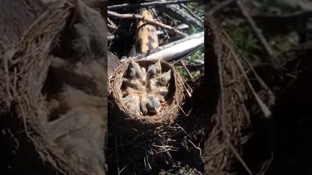 Лес. Нашли гнездо кукушки смотреть онлайн