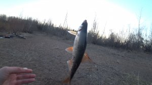 РАЗДАЧА ПЛОТВЫ НА ЗАКАТЕ НА ПОПЛАВОК. Рыбалка по ледяной воде на РОЖКИ