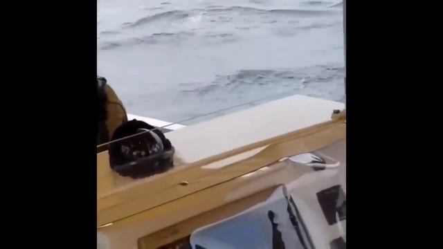 ОЧЕНЬ СМЕШНЫЕ домашние животные и не только смотреть онлайн