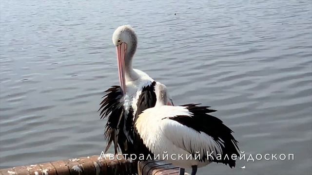 4 K ? Australian Pelicans. Dinner Time. Fishing Master Class. смотреть онлайн
