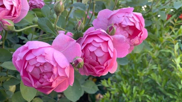 Royal Jubilee David Austin rose 🌸spring 23🌸 смотреть онлайн