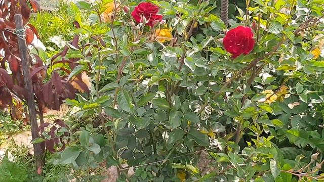 ШИКАРНОЕ ЦВЕТЕНИЕ РОЗ🌹🌹🌹