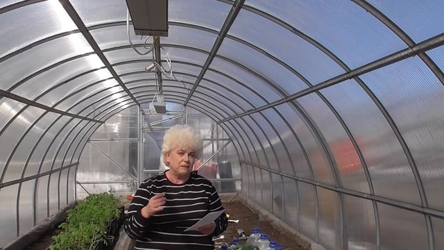 Точные даты посева огурцов. Ольга Чернова.