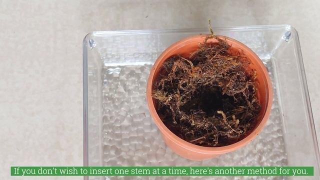 How to Propagate Money Plant Without Soil | Propagation with dried moss | Pothos Propagation marble смотреть онлайн