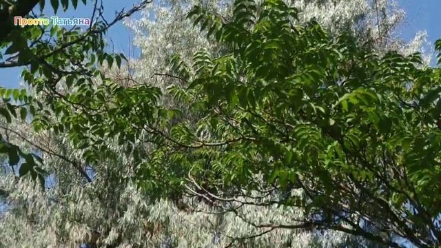 ОТДЫХ на Азовском МОРЕ  Арабатская стрелка 2021 Прогулка по аллеям пансионата