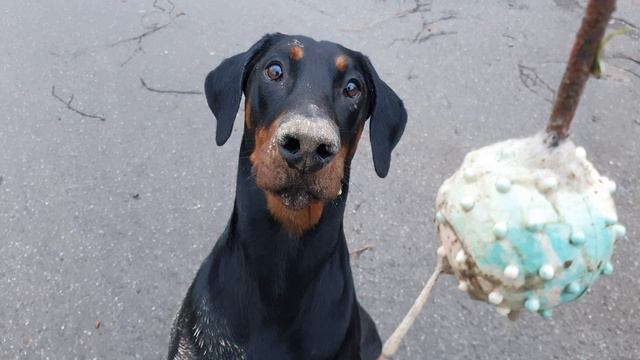 Der aller letzte Wurfball - Dobermann смотреть онлайн