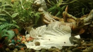 Как избавится от улиток КАТУШЕК в аквариуме?