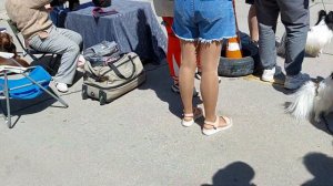 очень много участников,3- выставки РКФ в Симферополе, питомник чихуахуа Кастропуло Крым