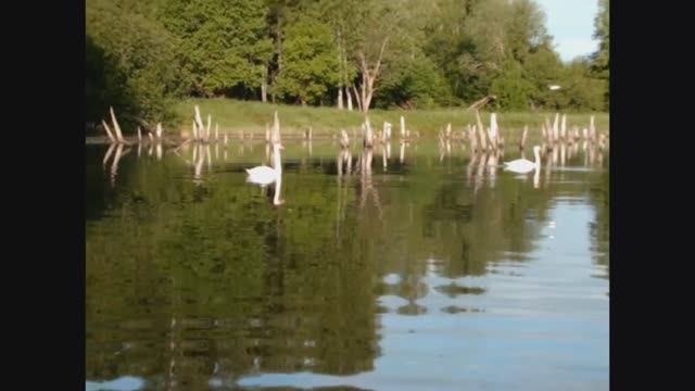 Лебединое озеро!