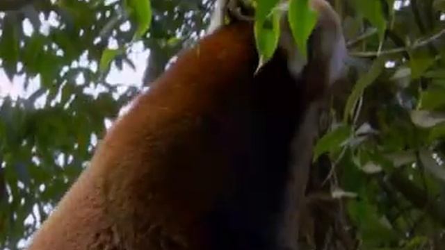 Знакомьтесь, Малая Панда! смотреть онлайн