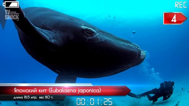 ТОП 10 - УСАТЫХ КИТОВ смотреть онлайн