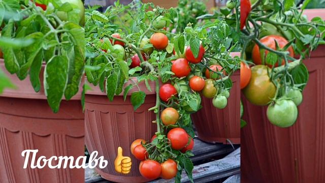 Какой томат самый низкорослый! Его можно вырастить на подоконнике.Tomato. смотреть онлайн
