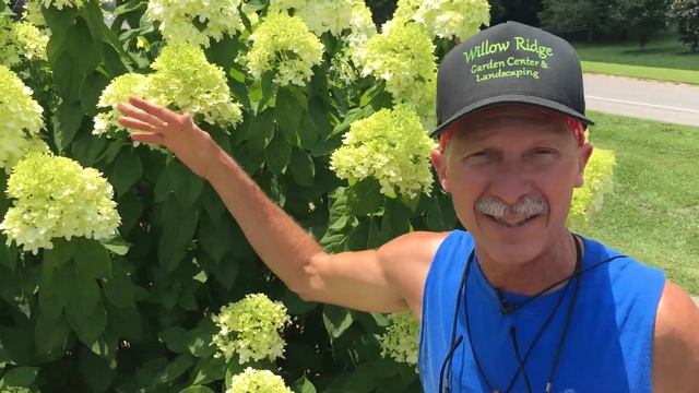 Little Lime Hydrangea Grows Up смотреть онлайн