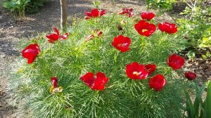 23 мая 2023 г. Пион степной, пион уклоняющийся (Марьин корень).