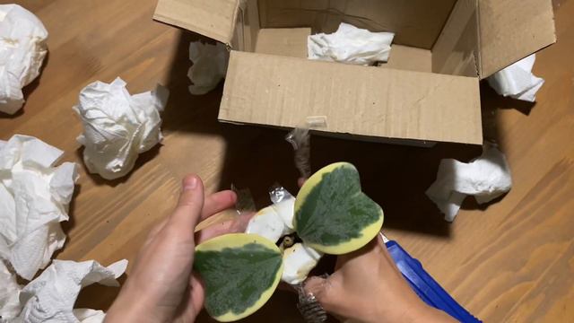 Пополнила коллекцию новым редким растением смотреть онлайн