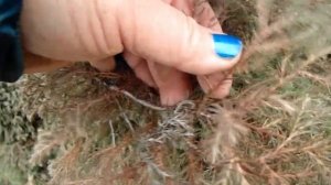 Туя вересковая - ericoides.