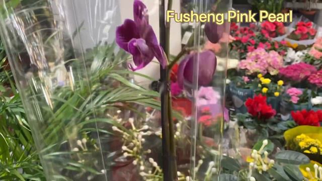 💙💛440 грн Manhattan💚Fullers Sunset💚Pirate Picotee Red💚 та багато інших ШИКАРНИХ ОРХІДЕЙ смотреть онлайн