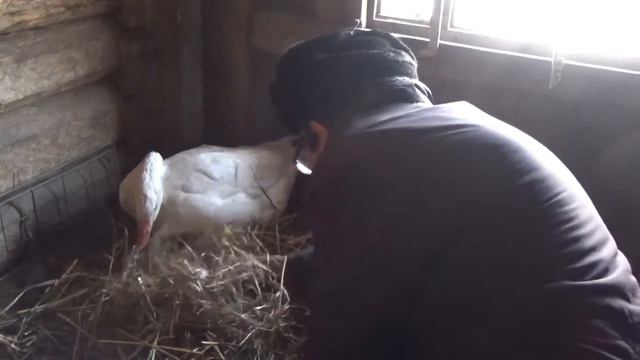 Сбор гусиных яиц для инкубатора часть 3 смотреть онлайн