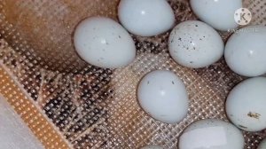 Инкубация перепелов#растянулась, наклев на 19 день