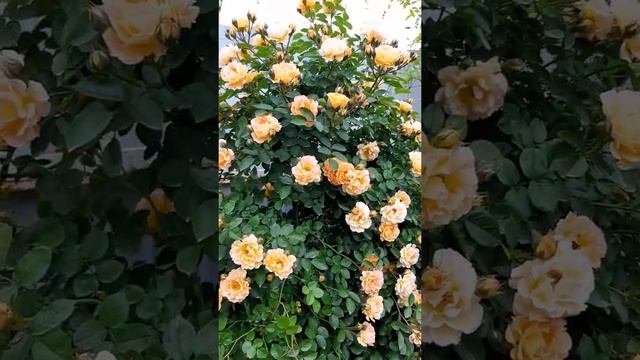 Розы: Мияби, Салманасар, Эль Пасо, Бесси, Абрахам Дерби...