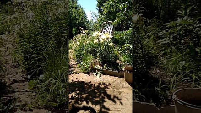 Кувырок кота Васи)..