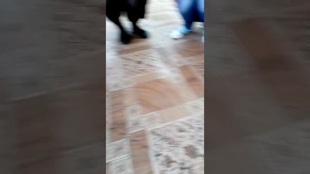 Обезьянка какает!!! смотреть онлайн