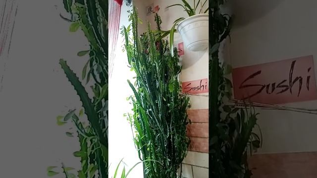 молочай треугольный более 12 лет ☝️ Euphorbia trigona Mill смотреть онлайн