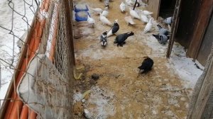 Голуби Михаила  Удивительная коллекция ! Касаны, иранцы,бакинцы,. Разговор о  ,породах#pigeons #