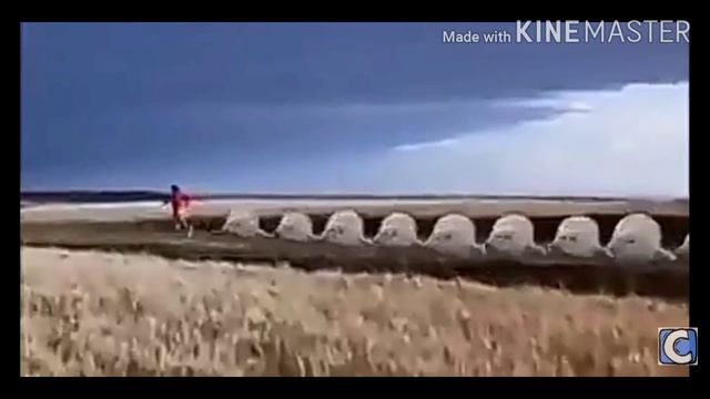 Тюлени флексят смотреть онлайн