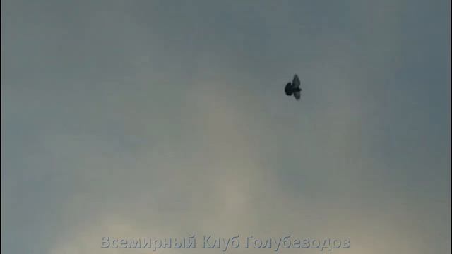 ВИНТОВЫЕ ГОЛУБИ САНЖАРА вот это КАЙФ смотреть онлайн