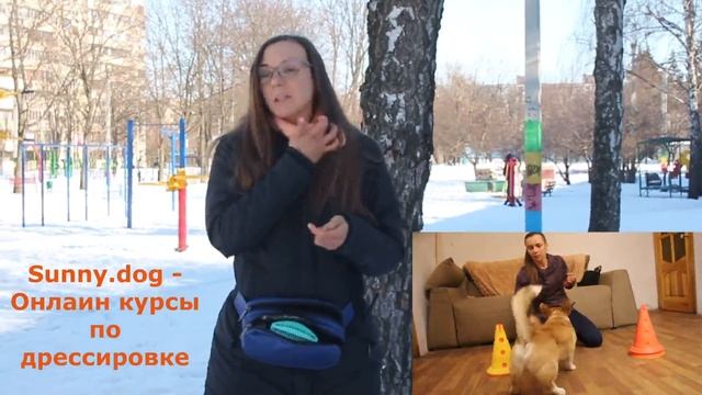 Как играть с собакой? Он-лайн курс по дрессировке собак. Полезные советы!!! смотреть онлайн