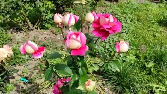 Одна из любимых роз Кроненбург от Елены Иващенко. Цветы дм до 20см как и Аллилуйя смотреть онлайн