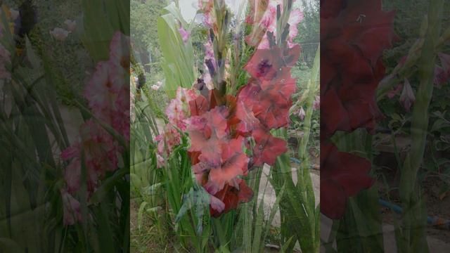 Аристократ цветущих клумб - гладиолус смотреть онлайн