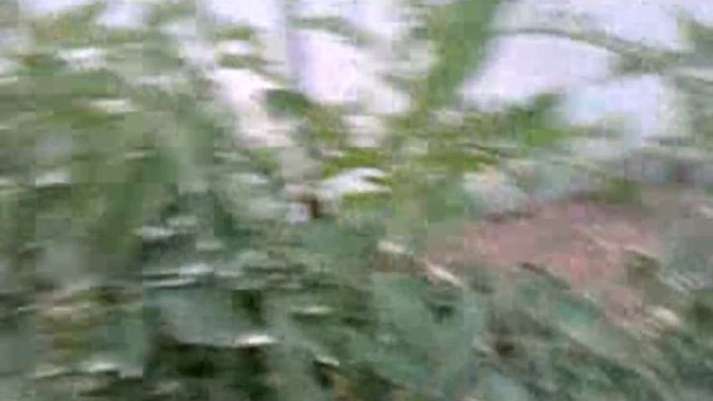 Начинает спеть томат Махитос F1 смотреть онлайн