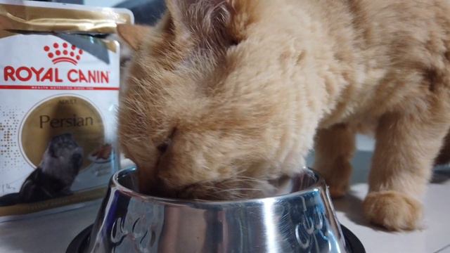My Unique Breeds with Gretchen Gatan | Royal Canin PH смотреть онлайн