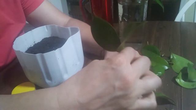 Propagating Camellias смотреть онлайн