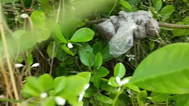 Marcotting Calamansi In Melbourne смотреть онлайн