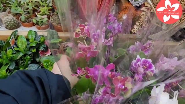 Море орхидей в LEROY MERLIN смотреть онлайн