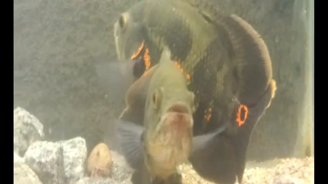 Astronotus Ocellatus