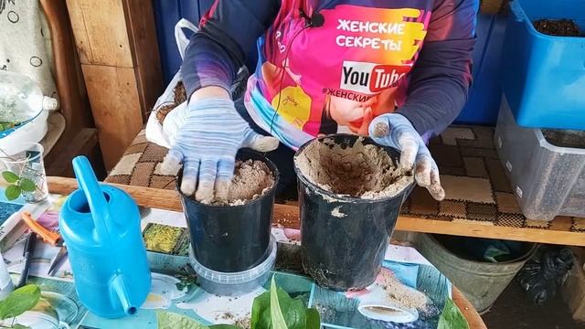 Черенкую клематисы. смотреть онлайн