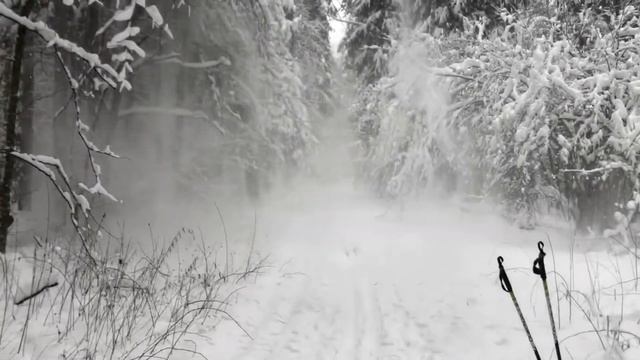 Лыжная прогулка в Лосином острове 2021