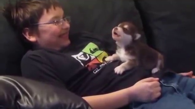 Маленький хаски учится выть смотреть онлайн