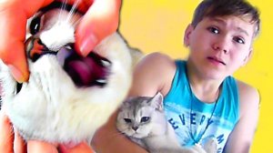 У Кошки поломался ЗУБ! Как же ЕЙ БОЛЬНО! Коля ВЫРЫВАЕТ ЗУБ!!!